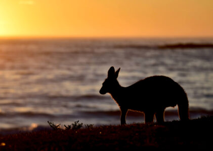 Australia