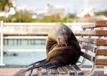 Galapagos: gdzie uchatki mowią dzień dobry