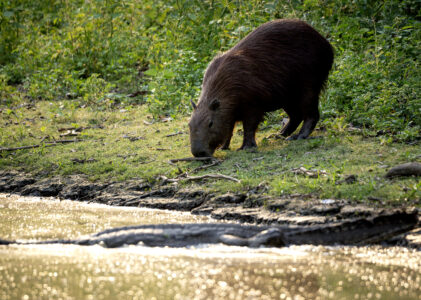 Boliwijska część Amazonii – kapibary, wszędzie kapibary