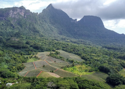 Ananasy z naszej klasy