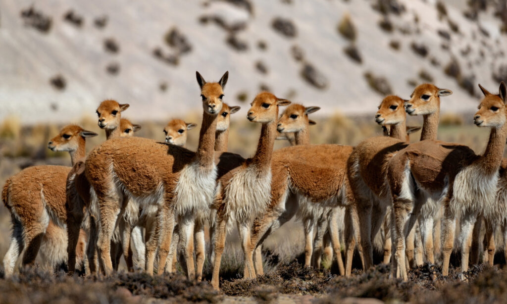 wikunie - kalendarz - zdjecie okładkowe w listopadzie