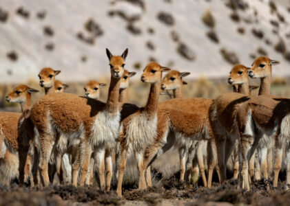 Historie niedokończone