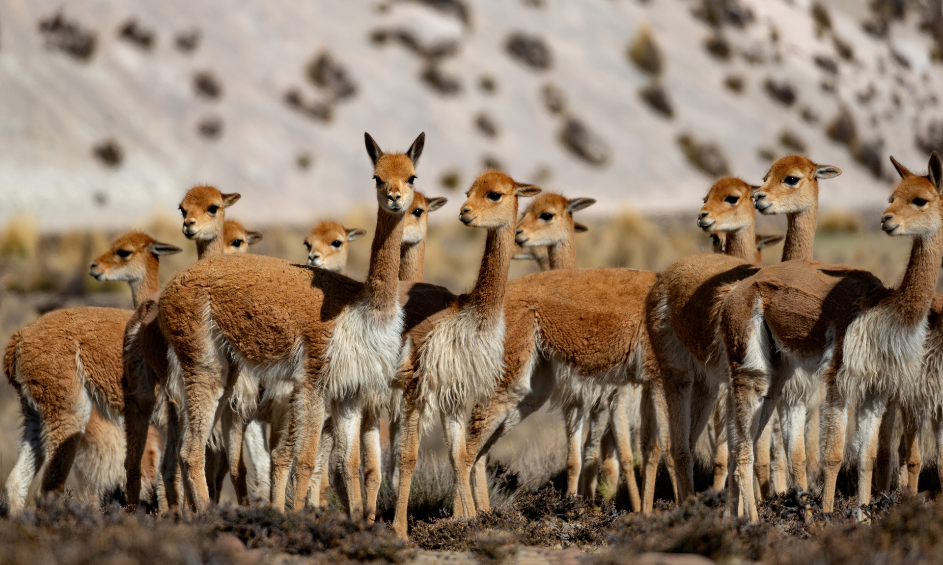 wikunie - kalendarz - zdjecie okładkowe w listopadzie